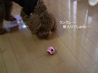 ボール型コング