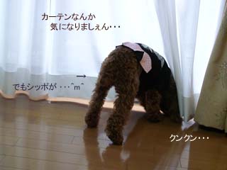 カーテンなんか怖くないっ!