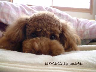 早く元気になろうね。