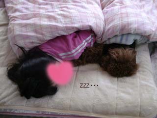 ZZZ・・・
