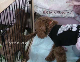 タッチでちゅ♪