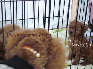 お兄ちゃんなのだ〜!