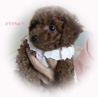 似合うかちら?