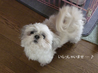 シーズーちゃん♪