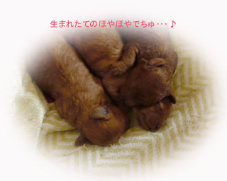 ほやほやでちゅ・・・♪