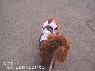 お散歩延長して・・・?