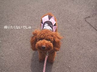 帰りたくないでしゅ・・・