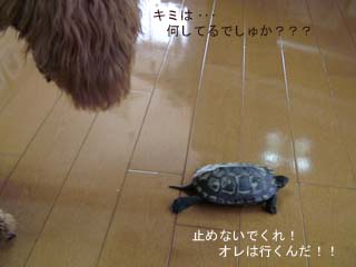 カメキチ大脱走!