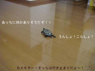 目指すは行き止まり??