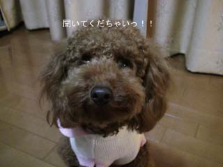 聞いてくだちゃい!