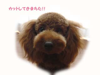 綺麗になった?