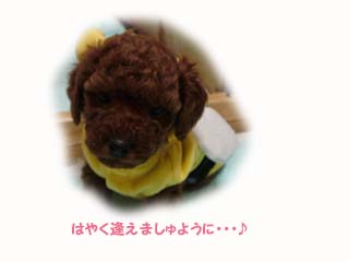 あんずちゃんBABY☆
