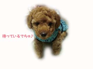 あんずちゃんBABY♪
