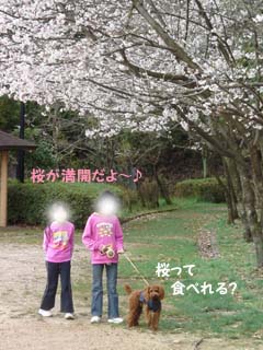 桜満開!
