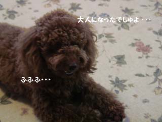 大人でしゅ・・・