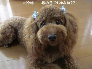 ボクって・・・