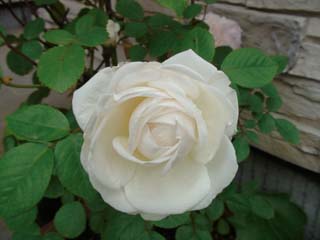 2008年7月白薔薇