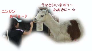 ラマともふれあい〜♪