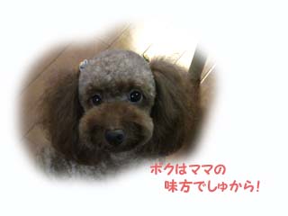 頑張れ