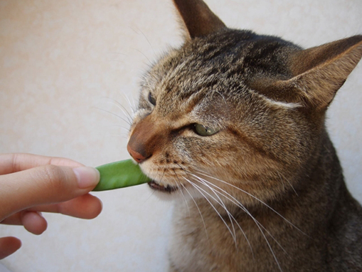 猫にも野菜を食べさせるべき ミータねこ日記