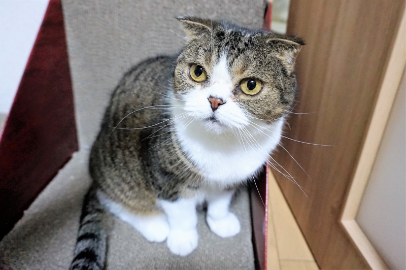 みっちゃん様コメント制♡ハンドメイド♡シンクオブミー猫ちゃんファーヘアゴム② みっちゃん様コメント制♡ハンドメイド♡シンクオブミー猫ちゃん