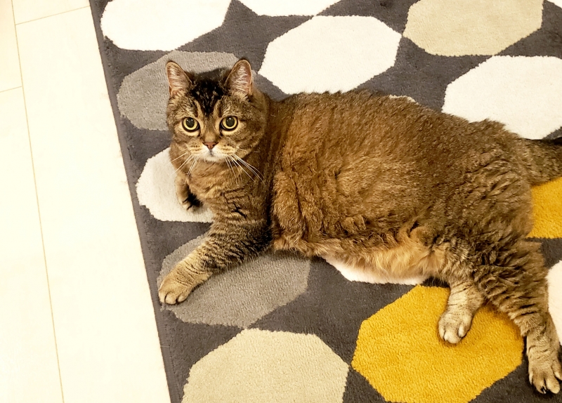 あなたの愛猫が世界に一つの作品になる／「猫の日#にゃんだふる