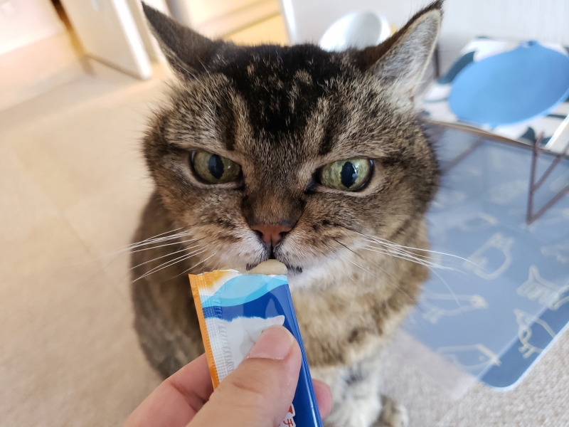 あなたの愛猫が世界に一つの作品になる／「猫の日#にゃんだふる