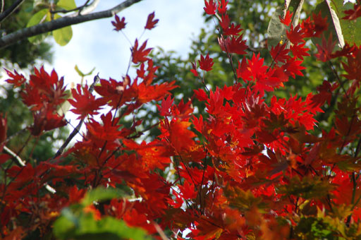紅葉