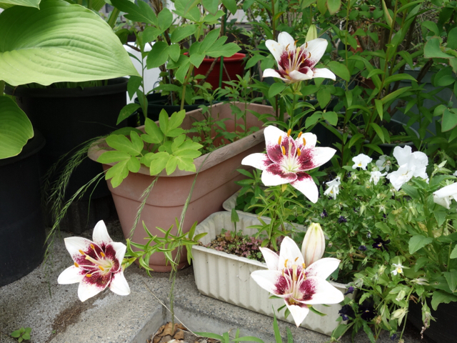 20190616_2882247.jpg