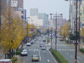 久留米市のメインストリート明治通りのイチョウ並木