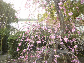 紅梅と筑後川