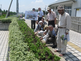 藍を育てる