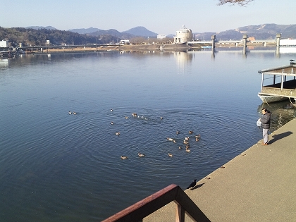 餌に飛びつくカモとカラス(諌山高知)