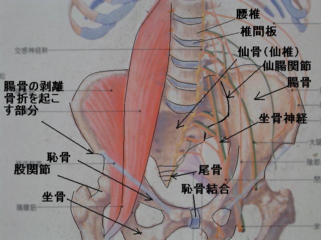 尾てい骨 骨折