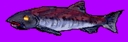 魚
