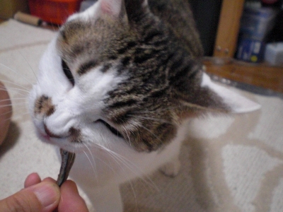 ももちゃん いかなご.JPG
