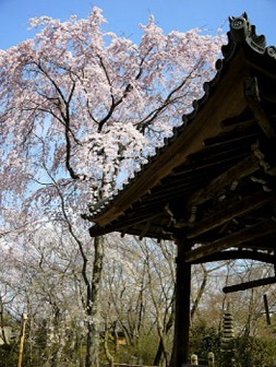 西行桜.jpg