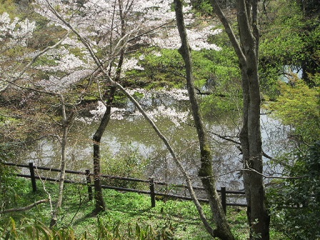勝持寺5.JPG