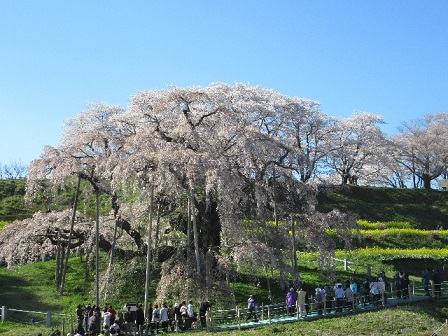 takizakura1.JPG