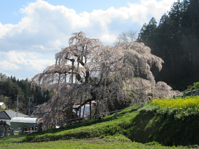 takizakura2.JPG