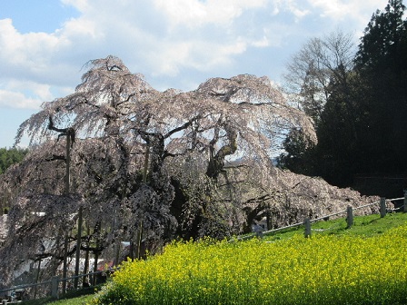 takizakura3.JPG