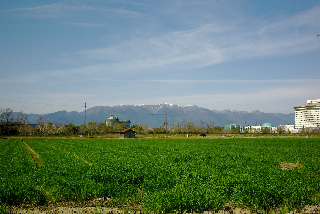 麥青む02 .jpg