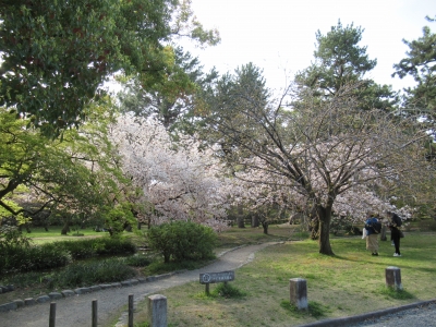 桜の御苑.JPG3.JPG