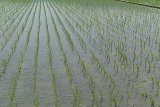 植田.jpg
