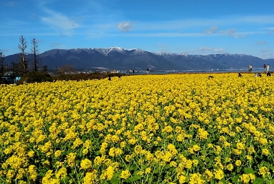 菜の花と比良.jpg