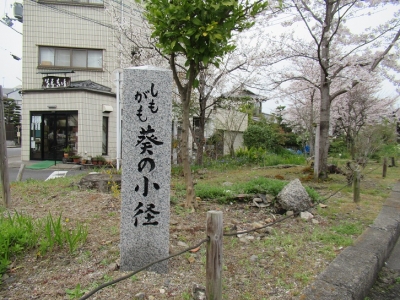 葵の小径.JPG