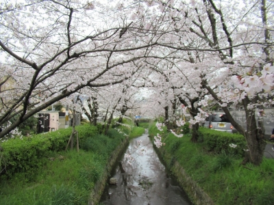 下鴨疏水1.JPG