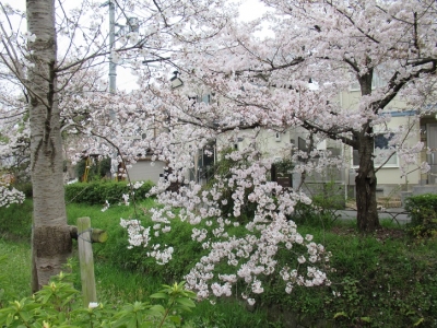 下鴨疏水2.JPG