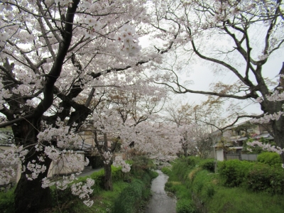 下鴨疏水5.JPG