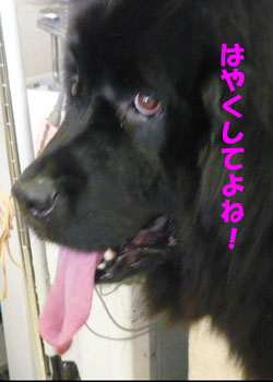 イヴちゃん独り言